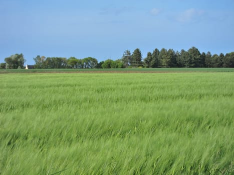 Rye field