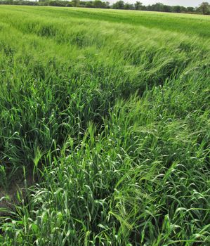 Rye field