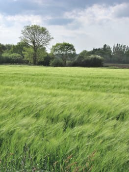 Rye field