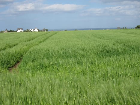 Rye field