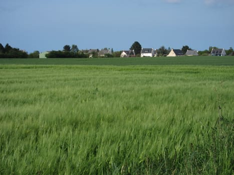 Rye field