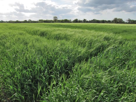 Rye field
