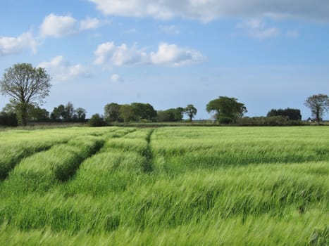 Rye field