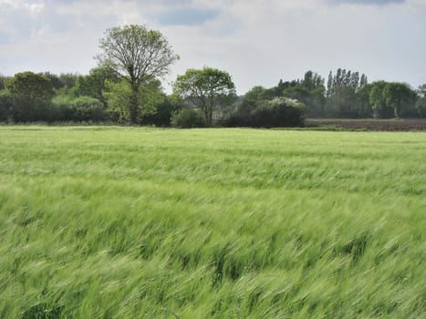 Rye field