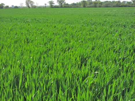 Wheat field