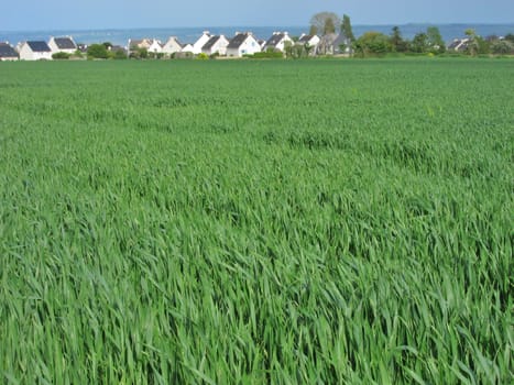 Wheat field