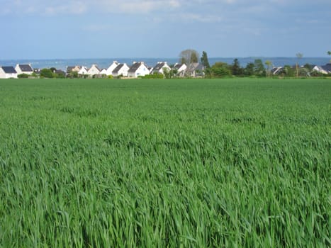 Wheat field