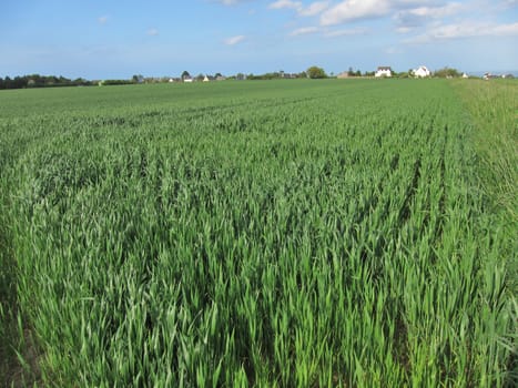 Wheat field