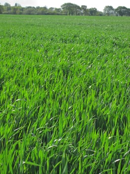 Wheat field
