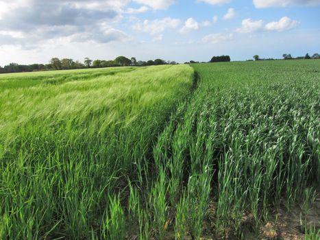 Whea tand rye fields
