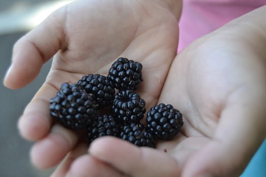 Child's hands holding blackberries