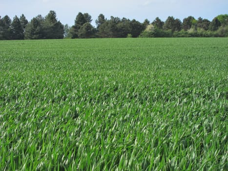 Wheat field