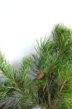 Fresh natural Pine with cones isolated on white background