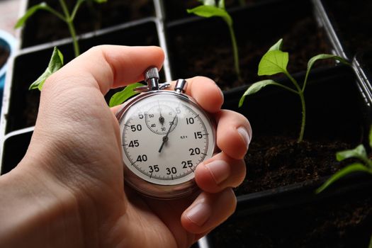 Green seedling growing out of soil and hand holding stopwatch