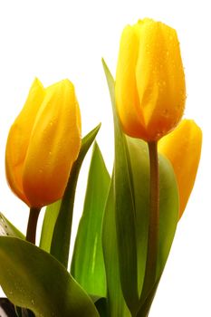 Three yellow spring tulips 