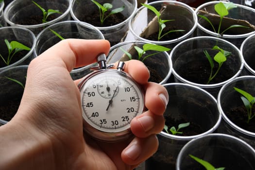 Green seedling growing out of soil and hand holding stopwatch