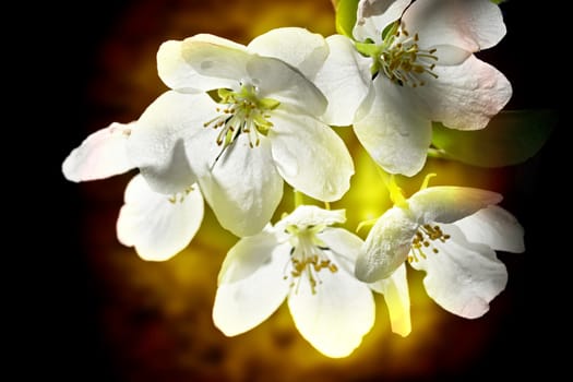 Apple tree flowers on black