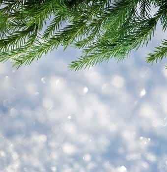 Background with fir and snow