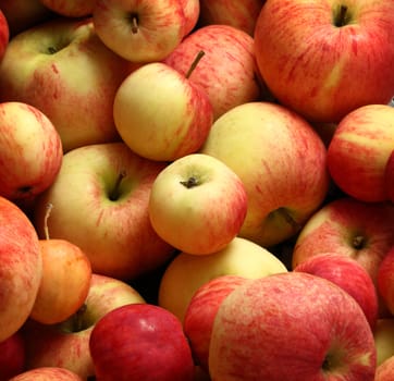 Fresh harvest of red apples