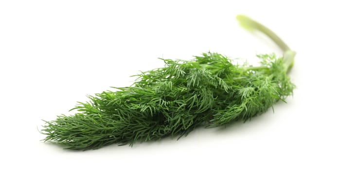 Fresh green dill on white