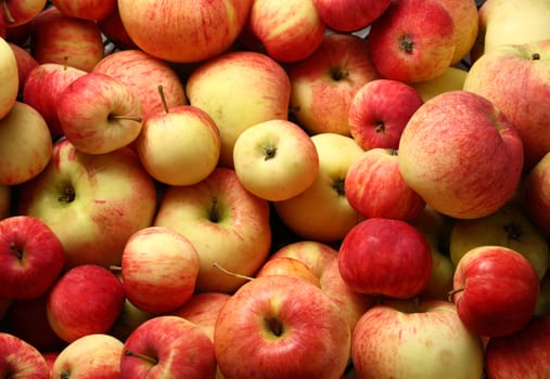 Fresh harvest of red apples