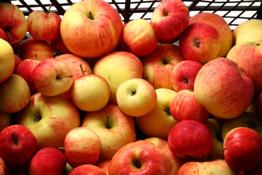 Fresh harvest of red apples