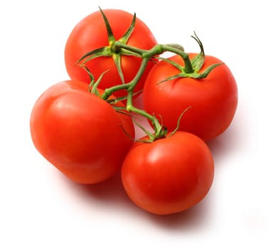 Tomatoes on the white background