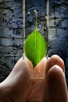 Hand in glove holding test tube with plant