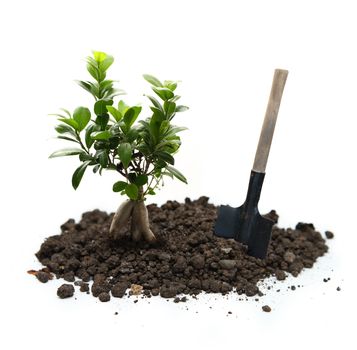 Ficus ginseng with soil and shovel