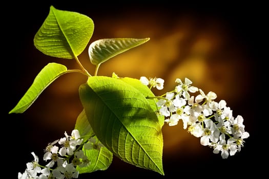 Bird cherry tree flowers on black