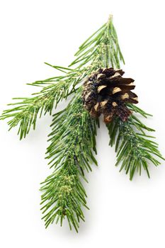 Twig of evergreen fir and cone