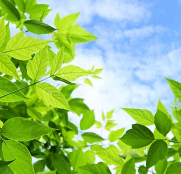 Green leaves on blue sky