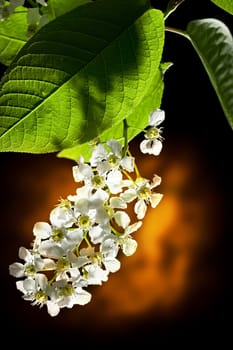 Bird cherry tree flowers on black