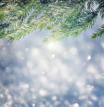 Background with fir and snow