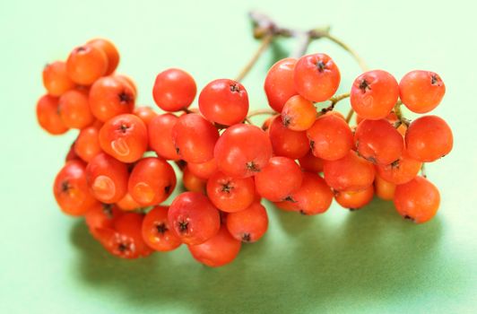 Red ashberry bunch on green