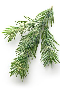 Twig of evergreen fir on white