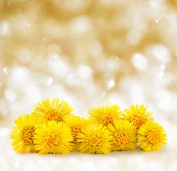 Dandelions on the white background