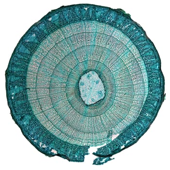 High resolution light photomicrograph of tilia stem cross section seen through a microscope