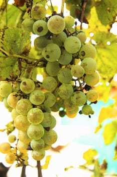 Bunch of white grape in the vineyard