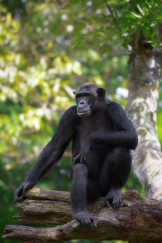 Portrait of a Common Chimpanzee in the wild