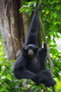 Siamang Gibbon hanging in the trees in Malaysia