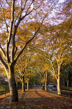 Tunnel from trees growing and road path