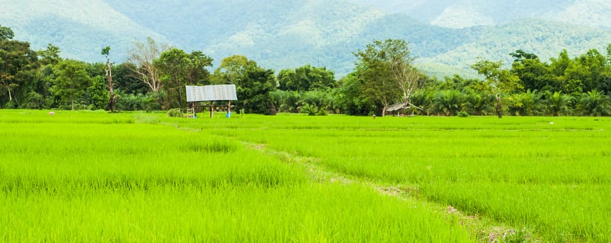 Image of paddy in rural Thailand.