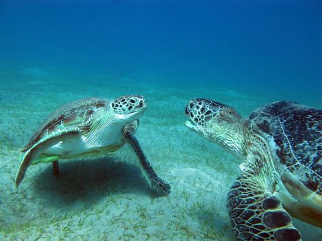 couple of  sea turtles on the bottom of tropical sea on a background of blue water