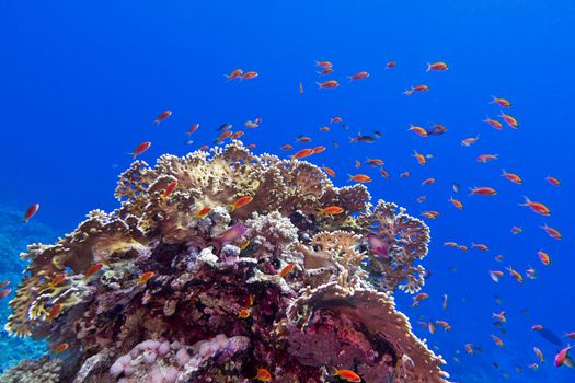 coral reef at the bottom of tropical sea with exotic fishes anthias and fire coral on blue water background