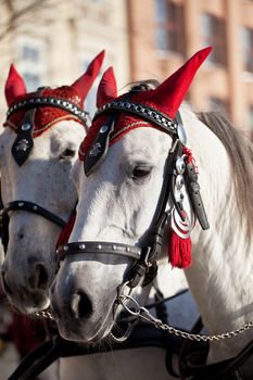 horses  in decorative harness for cabs on Main Market Square in Krakow in Poland