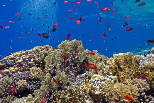 colorful coral reef with fire corals and fishes anthias at the bottom of tropical sea on blue water background