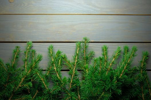 Fir tree branches on a wooden backdrop
