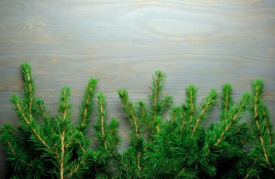 Christmas tree border made of fir branches 