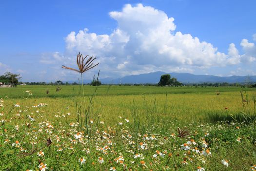 grassland and rice field in the fine weather day.